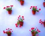 Pots of brightly coloured geraniums on every street of Estepona´s old town. www.spanishsosimple.com