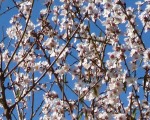 Almond blossom in Andalucía.
