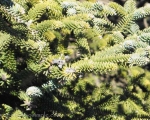 The Pinsapo Fir Tree found in Estepona, Grazalema, Sierra de Las Nieves and Northern Morocco in the Rif mountains