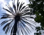 Palm tree in Málaga City centre