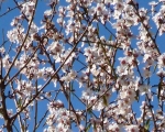 Almond blossom in Andalucía.