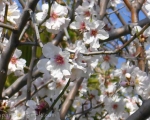 Almond blossom in February in Andalucía. www.spanishsoimple.com