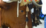 15th of May celebration of San Isidro, patron saint of farm workers  in Estepona. Spanish So Simple Courses in Estepona and Marbella