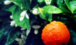 "AZAHAR" - Orange Blossom in Andalucía