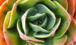 Beautiful Cactus in Andalucía. www.spanishsosimple.com