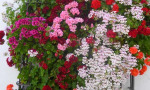 Fabulous show of geraniums in a typical Andalucían village window. www.spanishsosimple.com