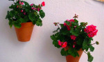 Pots of geraniums galore!