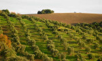 Countryside up near Prado del Rey, Cádiz