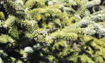 The Pinsapo Fir Tree found in Estepona, Grazalema, Sierra de Las Nieves and Northern Morocco in the Rif mountains
