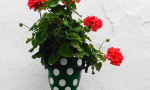 Pots of geraniums galore!