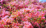 Beautiful Bouganvilla in Andalucia