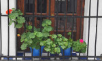 Pots of geraniums adorn village windows.