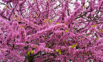 Cherry blossom in Andalucia