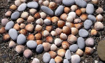 Playing with the  shells on the beach