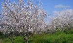 Almond blossom in February