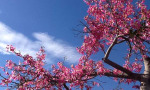 Floss Silk Tree in full bloom