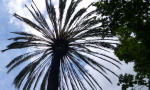 Palm tree in Málaga City centre