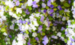 Everywhere you look there are beautiful flowers in Andalucía.
