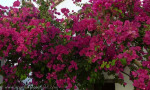 More Bougainvilla, more and more and more!!!