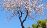 Almond Blossoming in February in Estepona