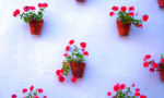 Pots of brightly coloured geraniums on every street of Estepona´s old town. www.spanishsosimple.com