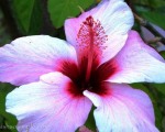 Hibiscus blooms abound in Andalucia.
