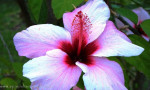 Hibiscus blooms abound in Andalucia.
