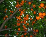Anyone fancy making marmalade?