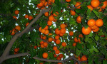 Anyone fancy making marmalade?