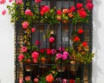 Pots of geraniums adorn village windows.