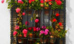 Pots of geraniums adorn village windows.