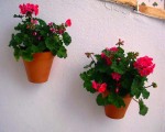 Pots of geraniums galore!