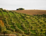 Countryside up near Prado del Rey, Cádiz