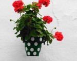 Pots of geraniums galore!