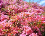 Beautiful Bouganvilla in Andalucia