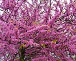 Cherry blossom in Andalucia