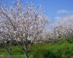 Almond blossom in February