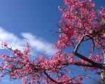 Floss Silk Tree in full bloom
