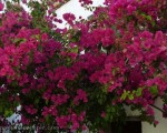 More Bougainvilla, more and more and more!!!