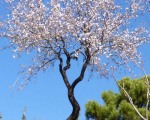 Almond Blossoming in February in Estepona