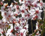 Almond Blossoming in February in Estepona