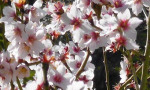 Almond Blossoming in February in Estepona