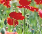 Spring poppies in Estepona countryside.