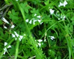 You can find wild garlic absolutely everywhere after the winter rains! Honest Charlie!