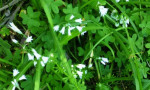 You can find wild garlic absolutely everywhere after the winter rains! Honest Charlie!