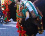 15th of May celebration of San Isidro, patron saint of farm workers  in Estepona. Spanish So Simple Courses in Estepona and Marbella