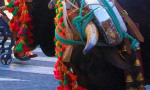 15th of May celebration of San Isidro, patron saint of farm workers  in Estepona. Spanish So Simple Courses in Estepona and Marbella