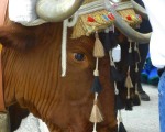 15th of May celebration of San Isidro, patron saint of farm workers  in Estepona. Spanish So Simple Courses in Estepona and Marbella