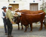 15th of May celebration of San Isidro, patron saint of farm workers  in Estepona. Spanish So Simple Courses in Estepona and Marbella