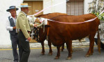 15th of May celebration of San Isidro, patron saint of farm workers  in Estepona. Spanish So Simple Courses in Estepona and Marbella